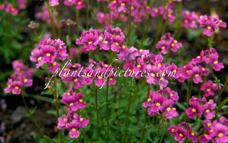 Nemesia ‘Taniths Jewel’