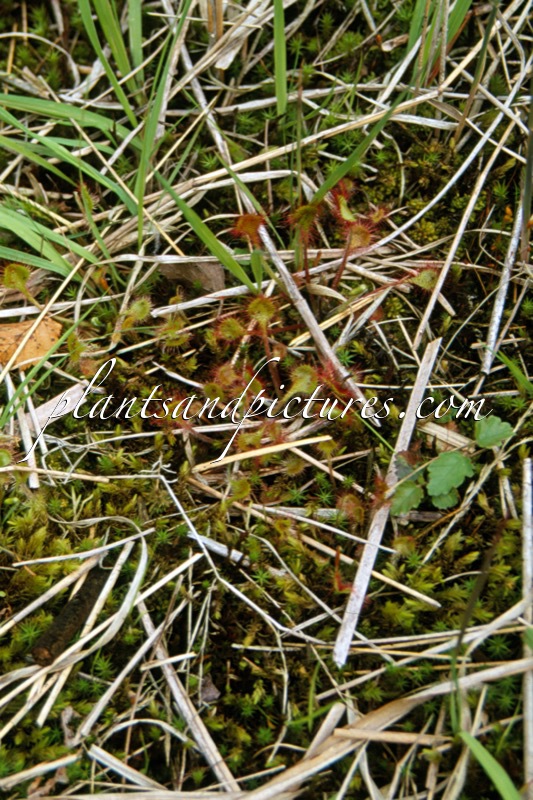 Drosera rotundifolia