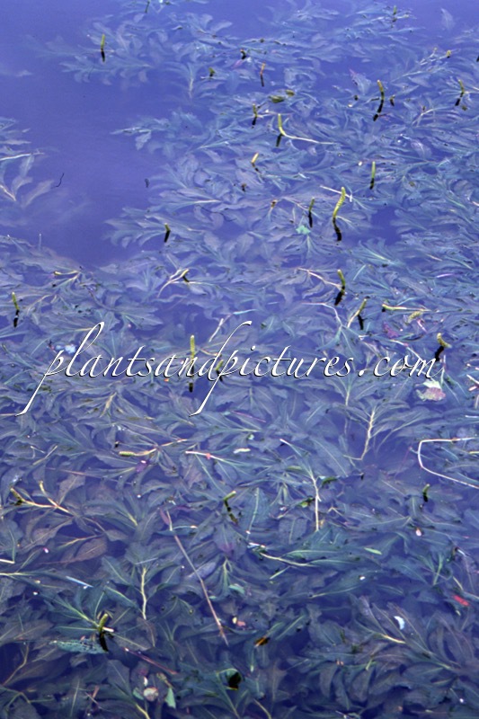 Potamogeton lucens