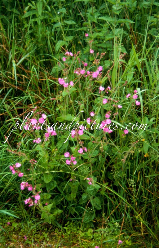 Lychnis flos-cuculi