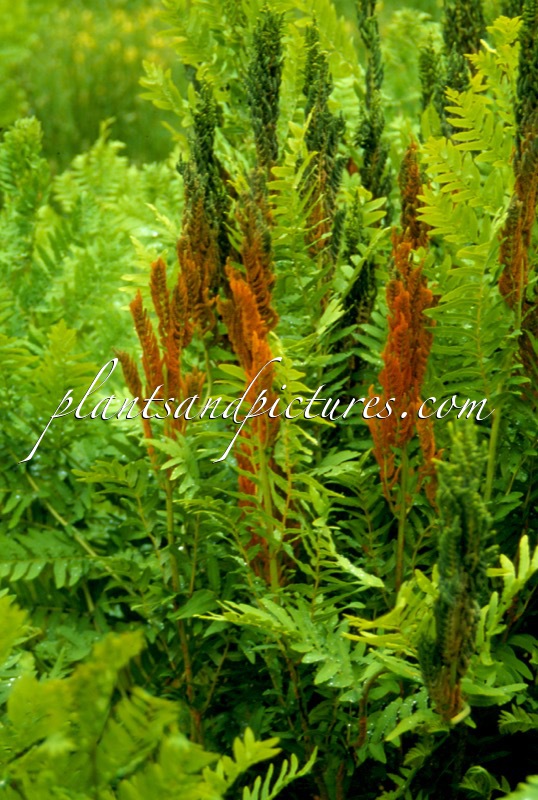 Osmunda regalis