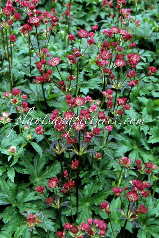 Astrantia major ‘Abbey Road’