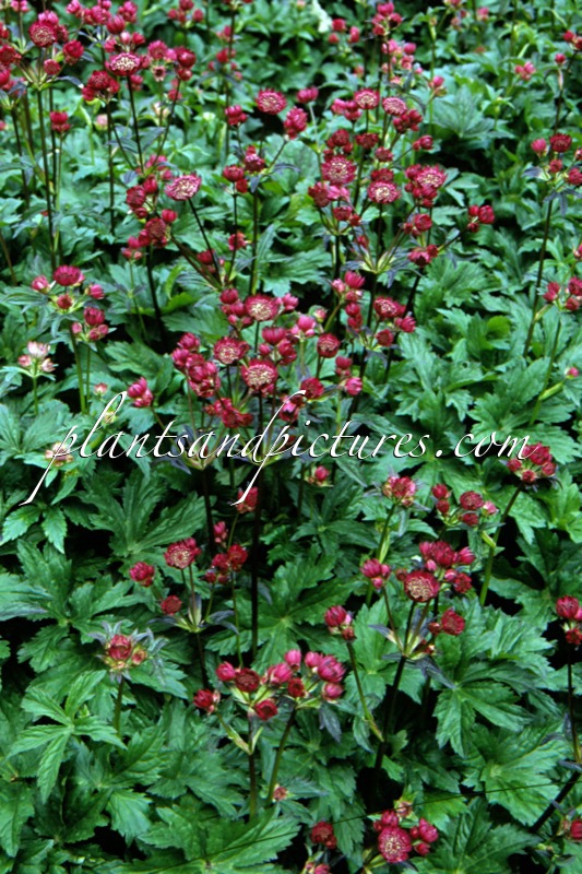 Astrantia major ‘Abbey Road’