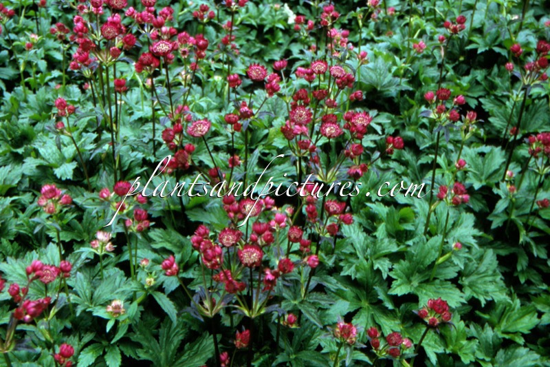 Astrantia major ‘Abbey Road’