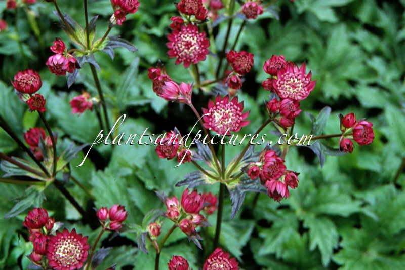 Astrantia major ‘Abbey Road’