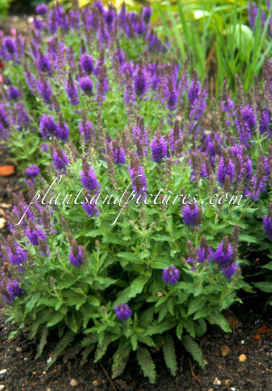 Salvia nemorosa ‘Haeumanarc’ (MARCUS)
