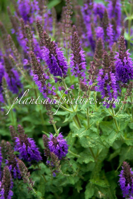 Salvia nemorosa ‘Haeumanarc’ (MARCUS)
