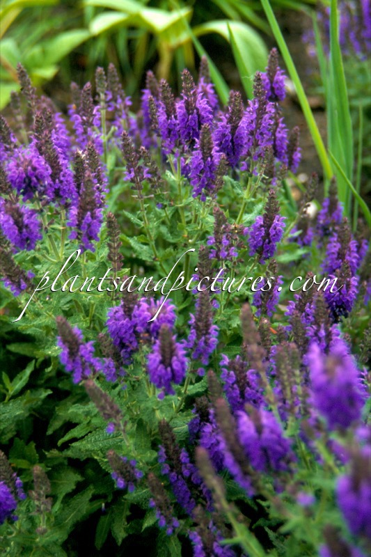 Salvia nemorosa ‘Haeumanarc’ (MARCUS)