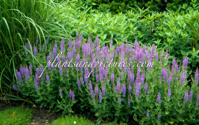 Salvia nemorosa ‘Haeumanarc’ (MARCUS)