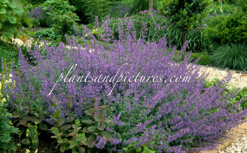 Nepeta ‘Walker’s Low’