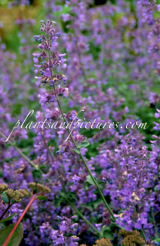 Nepeta ‘Walker’s Low’