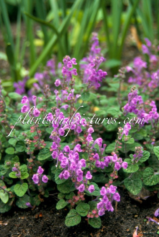 Scutellaria indica var. parvifolia