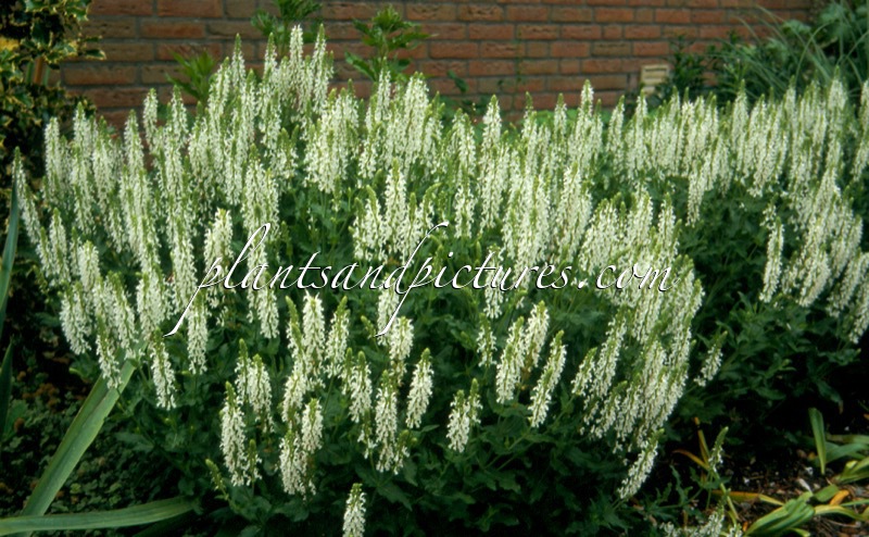Salvia nemorosa ‘Schneehügel’