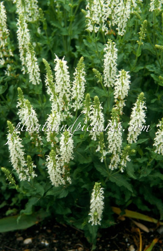 Salvia nemorosa ‘Schneehügel’