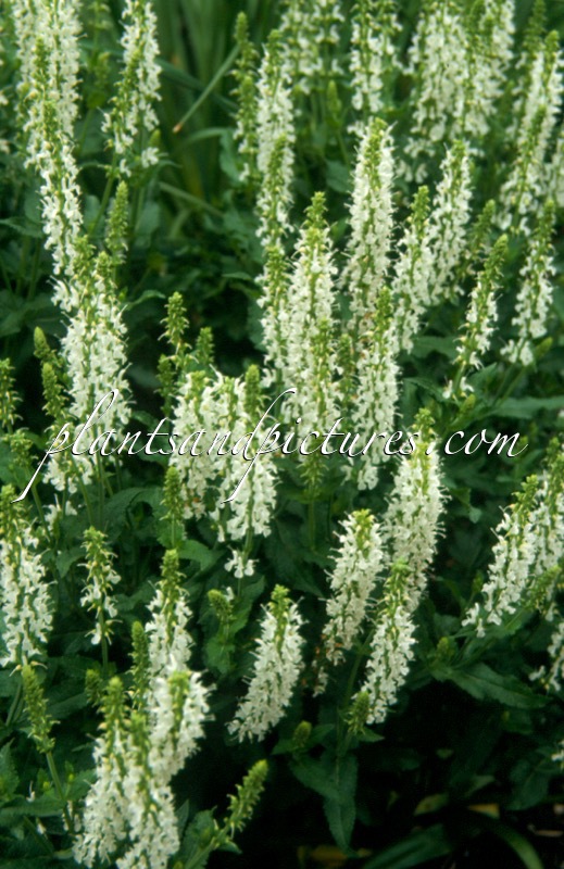 Salvia nemorosa ‘Schneehügel’