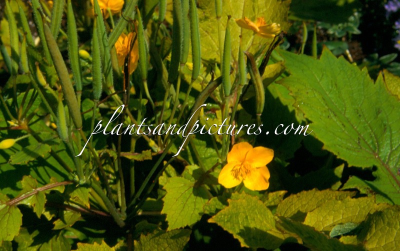 Stylophorum lasiocarpum