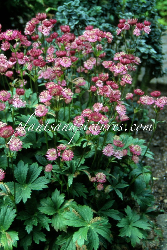 Astrantia major ‘Claret’
