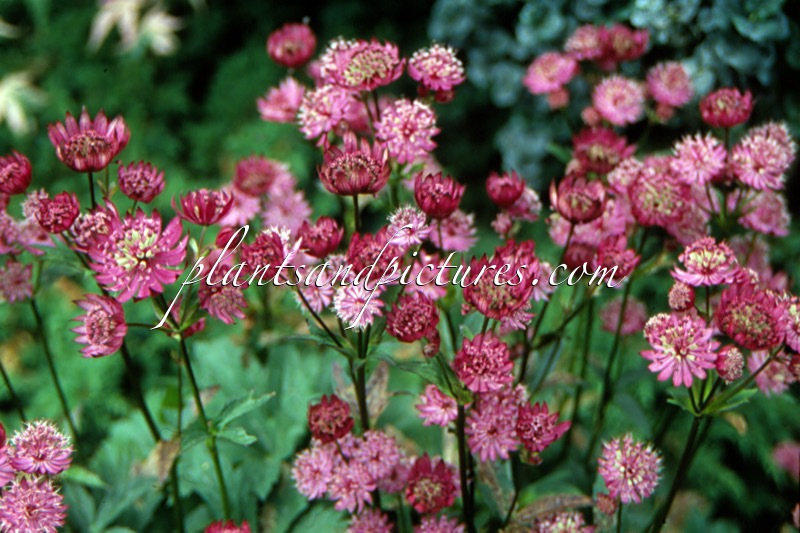 Astrantia major ‘Claret’