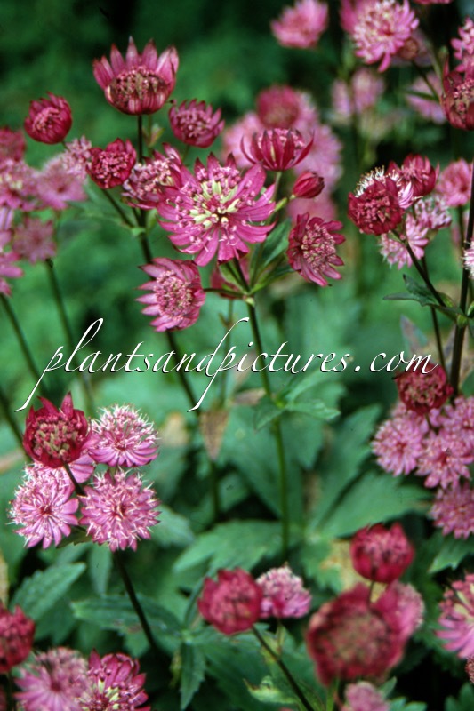 Astrantia major ‘Claret’
