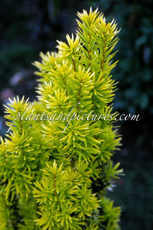 Taxus baccata ‘Bultinck Orange Beauty’