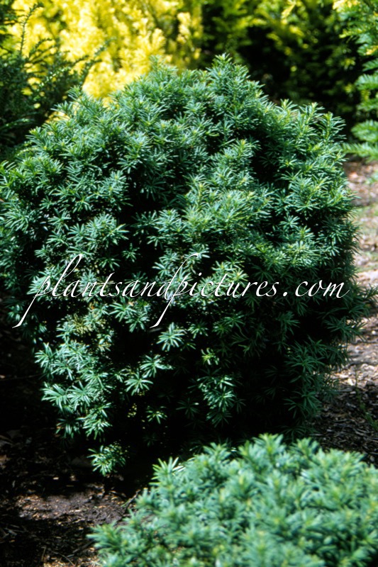Taxus baccata ‘Vader Simon’