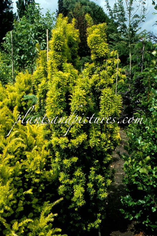 Taxus baccata ‘Andrea’