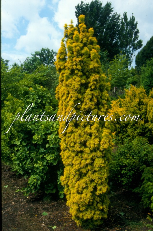 Taxus baccata ‘Standishii’