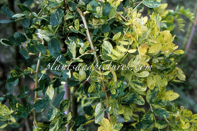 Caragana arborescens ‘Anny’s Golden Cascade’