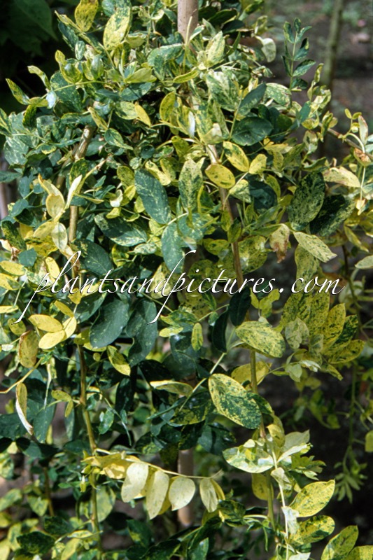 Caragana arborescens ‘Anny’s Golden Cascade’