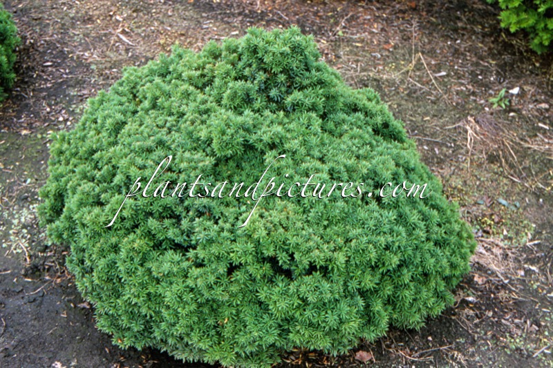 Taxus baccata ‘Little Gem’