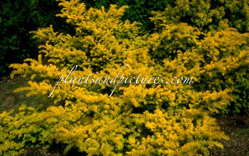 Taxus baccata ‘Kleefeld’