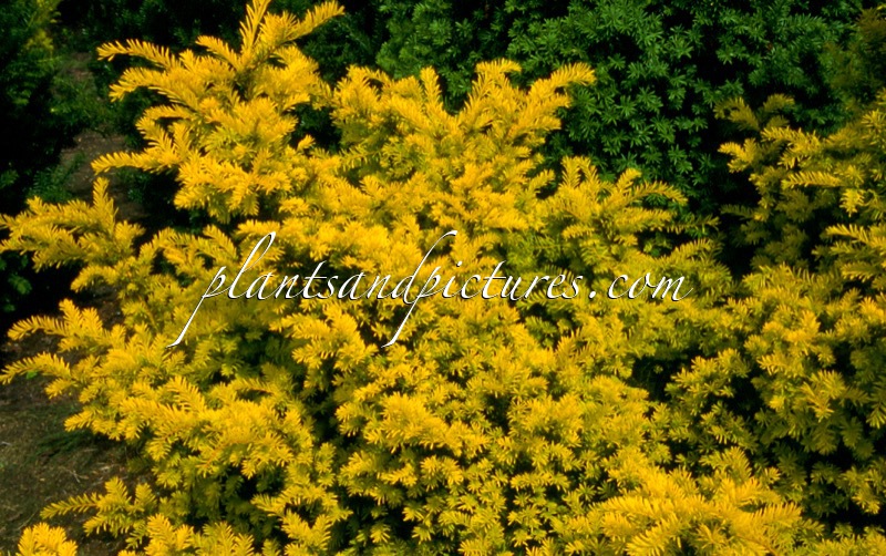 Taxus baccata ‘Kleefeld’