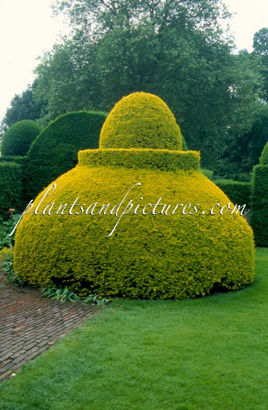 Taxus baccata ‘Summergold’