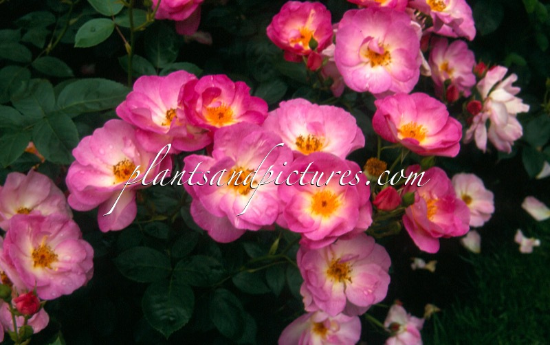 Rosa ‘Harpade’ (ESCAPADE)