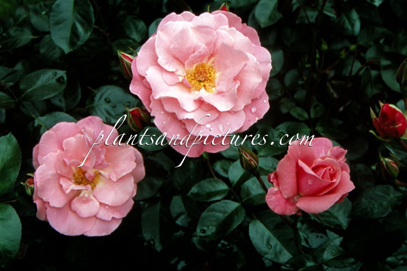 Rosa ‘Kormetter’ (ANNA LIVIA; TRIER 2000)