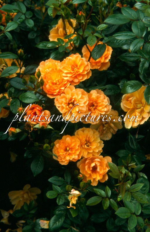 Rosa ‘Interbronzi’ (SUNTAN)