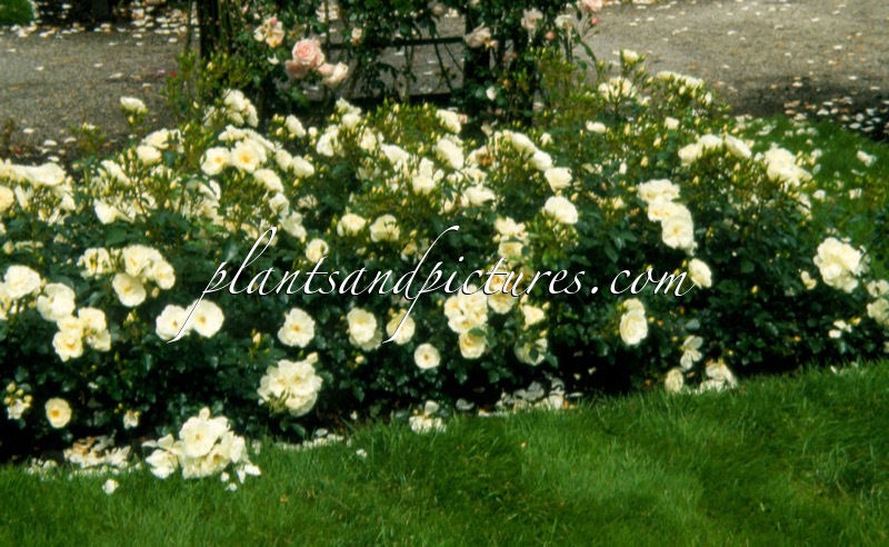 Rosa ‘Noaschnee’ (SCHNEEFLOCKE)