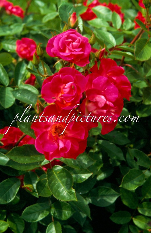 Rosa ‘Rivierenhof’