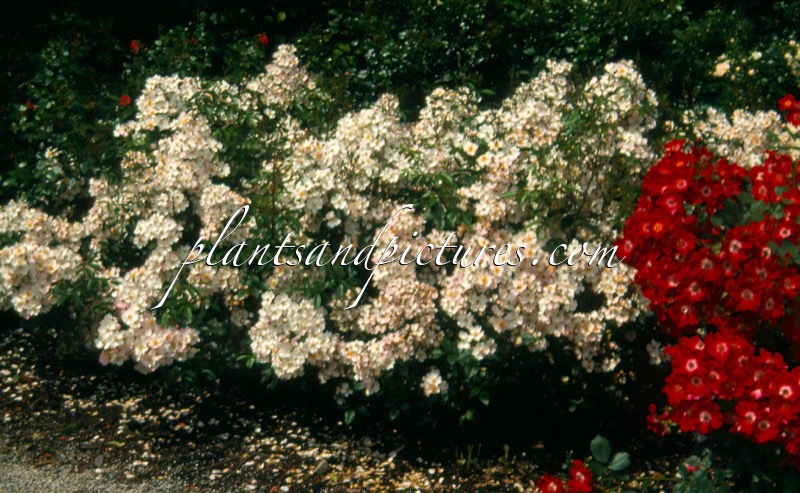 Rosa ‘Silver River’