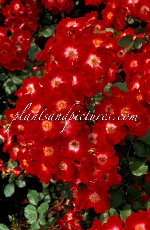 Rosa ‘Mexican Festival’