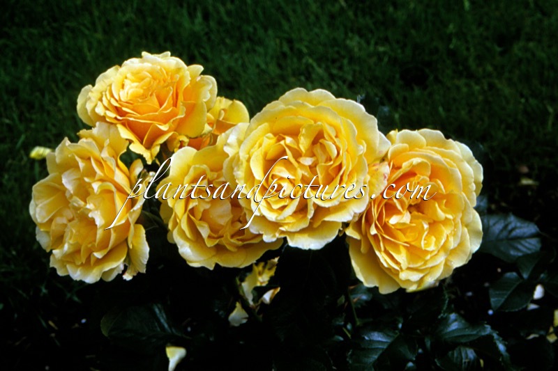 Rosa ‘Harroony’ (AMBER QUEEN)
