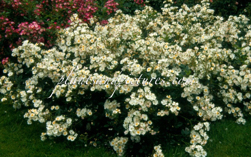 Rosa ‘Ivtagolf’ (GOLF)