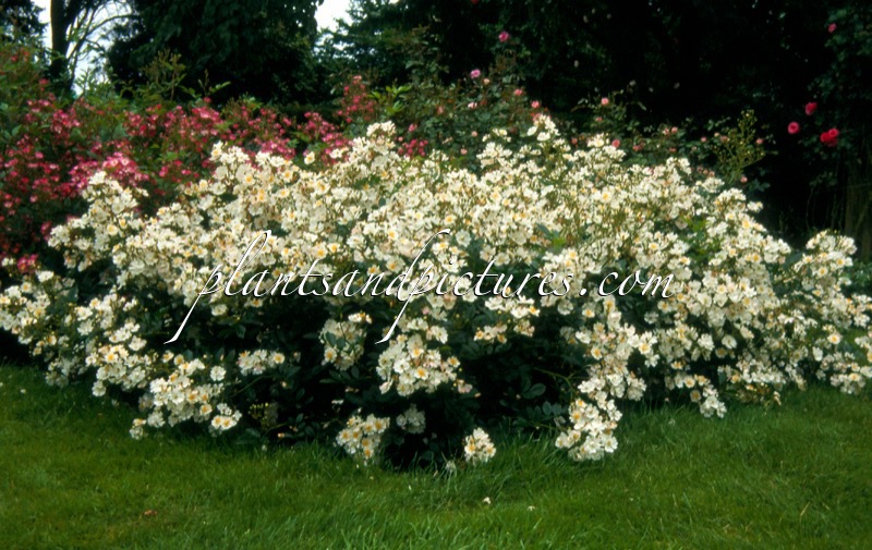 Rosa ‘Ivtagolf’ (GOLF)