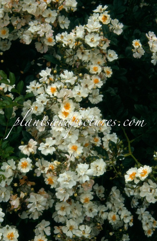 Rosa ‘Ivtagolf’ (GOLF)