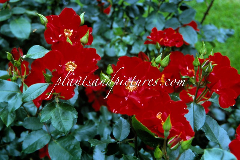 Rosa ‘Delsap’ (CAPPA MAGNA)