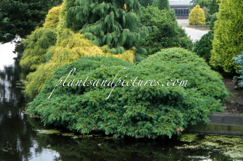 Taxus baccata ‘Repandens’