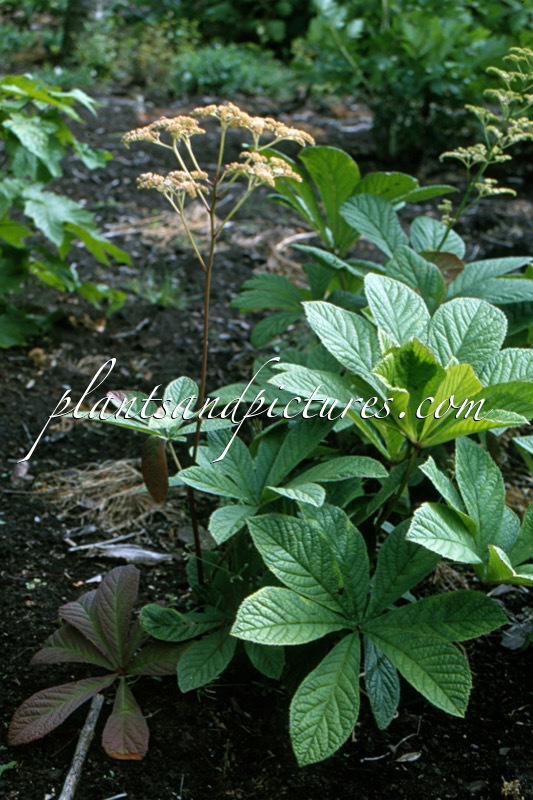 Rodgersia podophylla ‘Braunlaub’