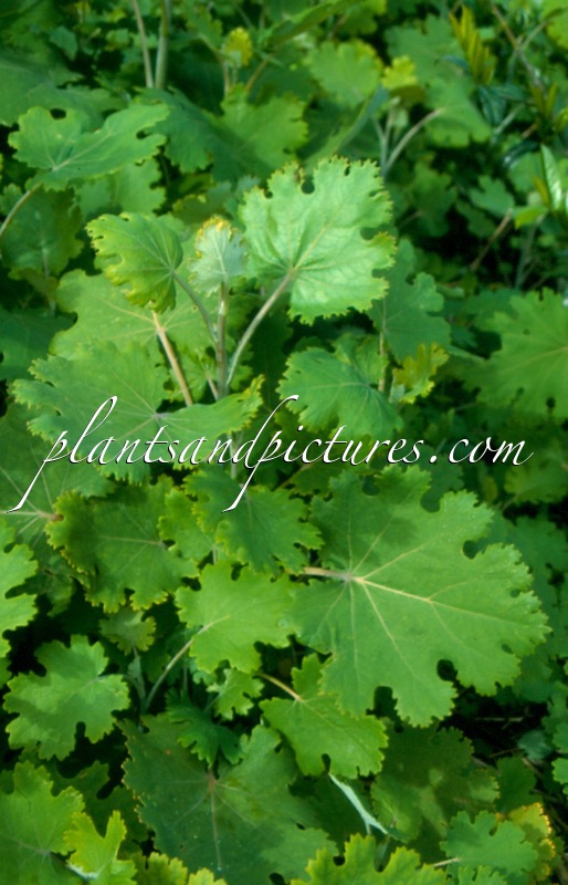Macleaya microcarpa ‘Kelway’s Coral Plume’