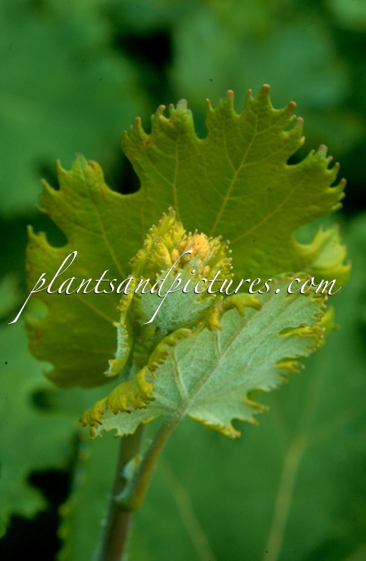 Macleaya microcarpa ‘Kelway’s Coral Plume’