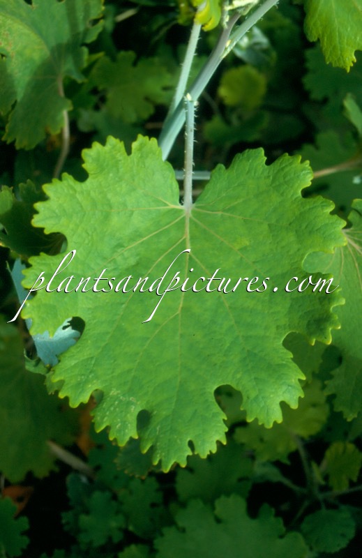 Macleaya microcarpa ‘Kelway’s Coral Plume’